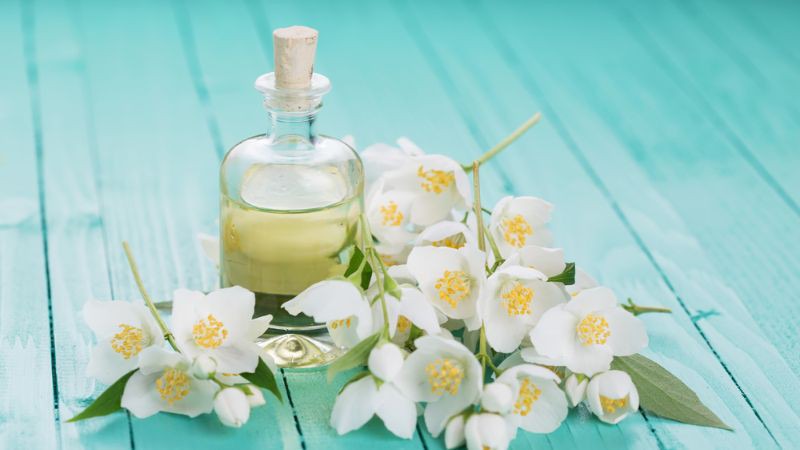 Hoa nhài giúp tóc bớt xơ rối, điều trị gàu và các bệnh về da đầu