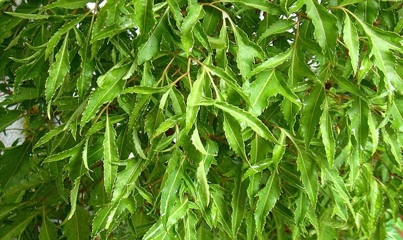 Dùng lá đinh lăng để trị mụn nhọt