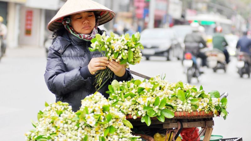 Hoa bưởi Hà Nội