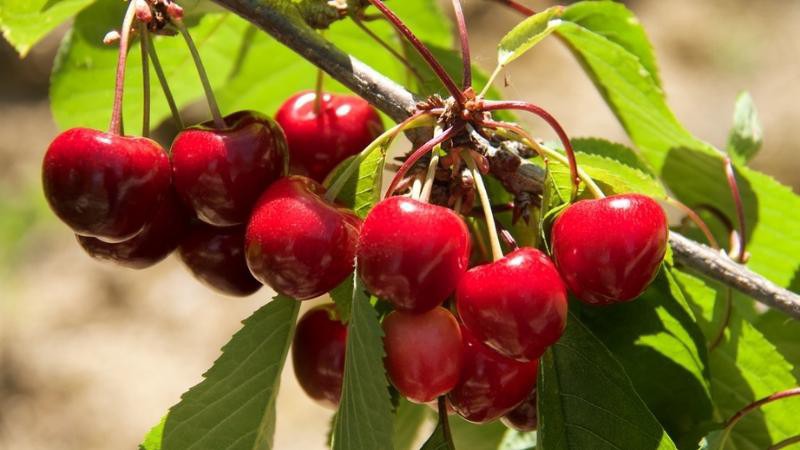 Mùa thu hoạch Cherry ở Mỹ