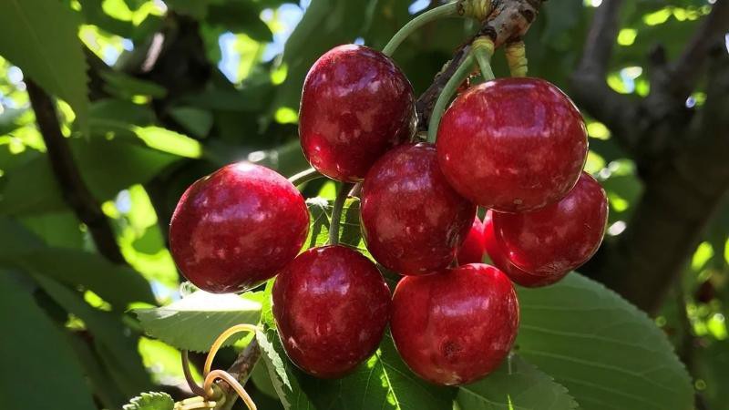 Mùa thu hoạch Cherry ở Úc