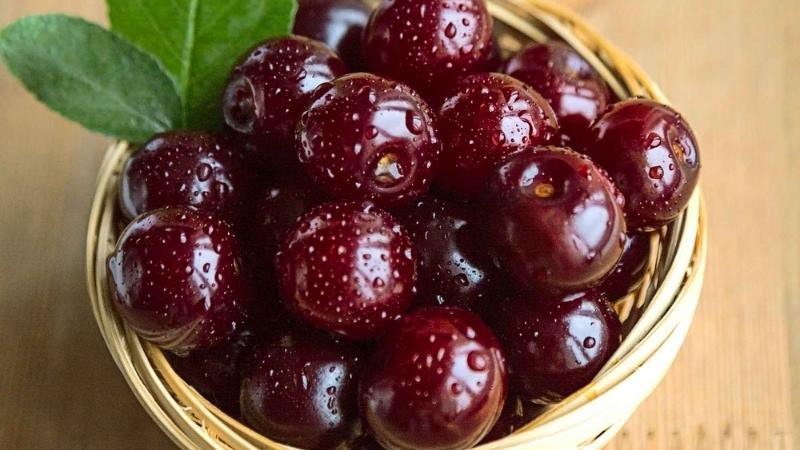 Mùa thu hoạch Cherry ở Canada