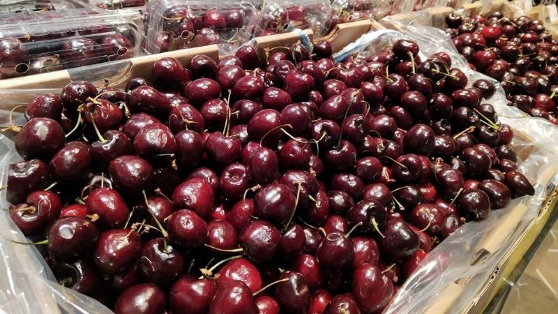 Mùa thu hoạch Cherry ở Chile