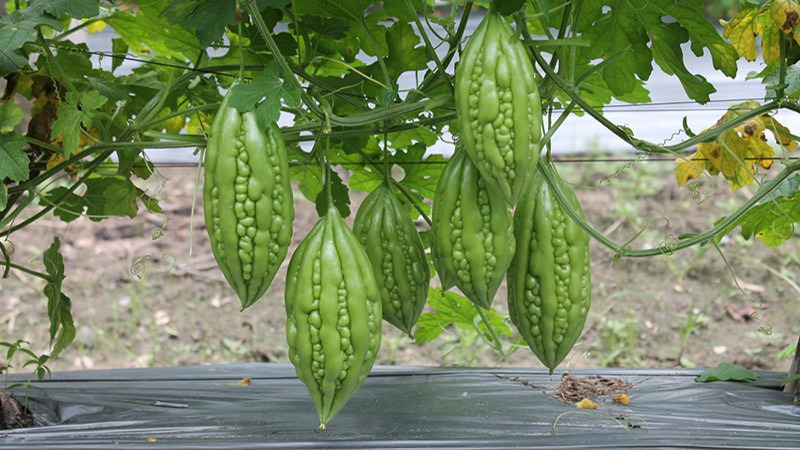 Khổ qua chứa nhiều dưỡng chất tốt cho da