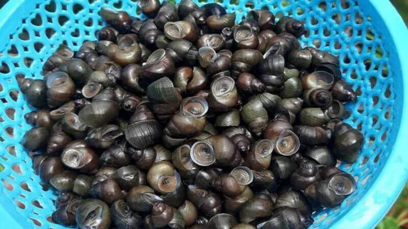 Ốc đắng là một loại thực phẩm rất được ưa chuộng ở Việt Nam