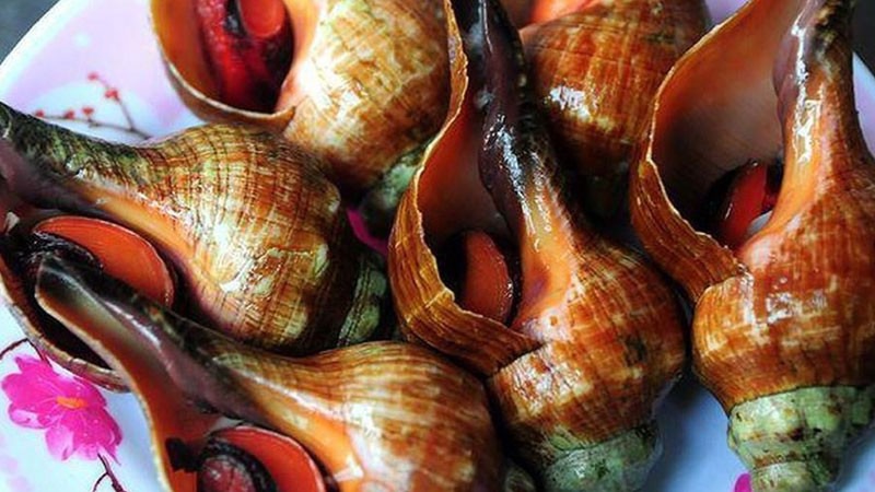 Ốc đỏ thuộc loài ốc biển, thân mềm