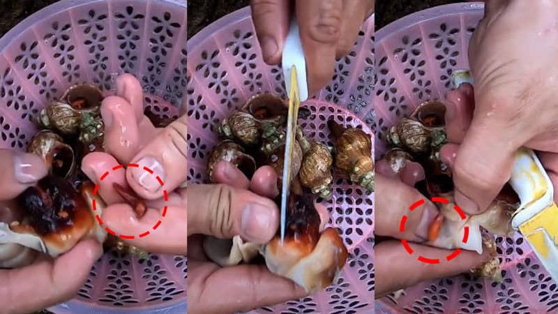 Các bước sơ chế ốc đỏ