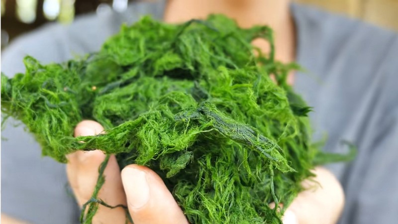 Đặc điểm rêu đá