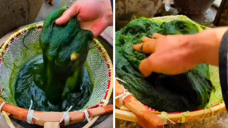 Sơ chế rêu đá