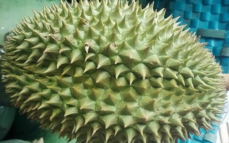 Đặc điểm của sầu riêng khổ qua