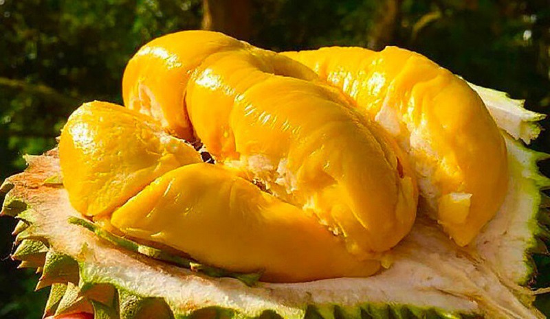 Sầu riêng khổ qua có giá khoảng 120.000 - 150.000 đồng/kg.