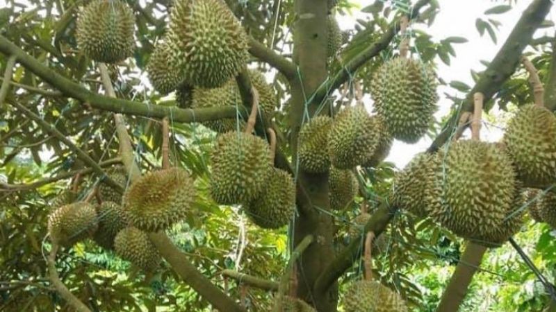 Sầu riêng Musang King là gì?
