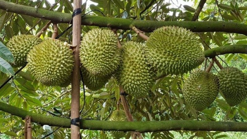 Đặc điểm của sầu riêng Musang King