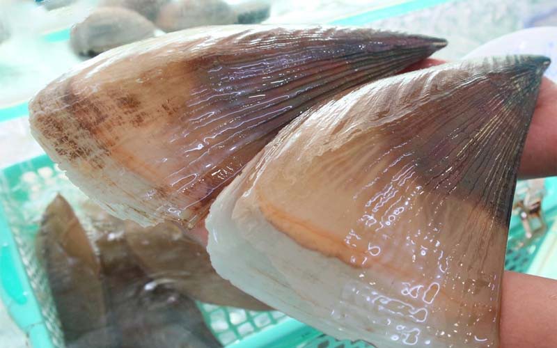 Mua sò mai ở đâu