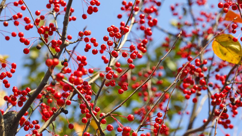 Cây đậu tương tư