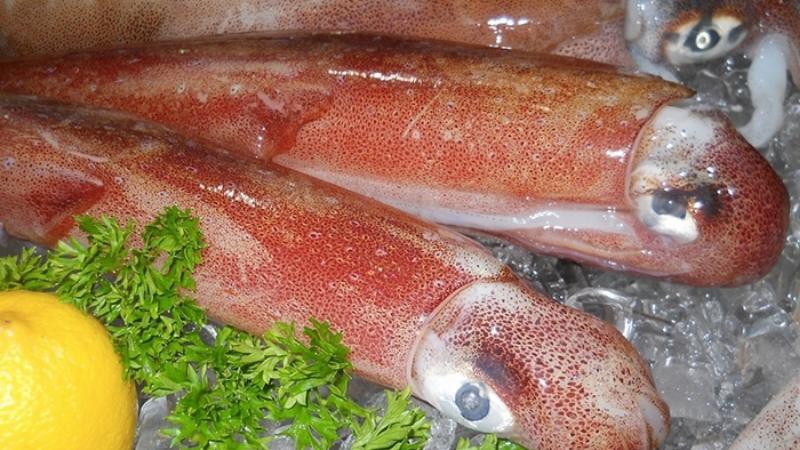 Tìm hiểu về mực biển, phân loại, cách chọn, cách chế biến
