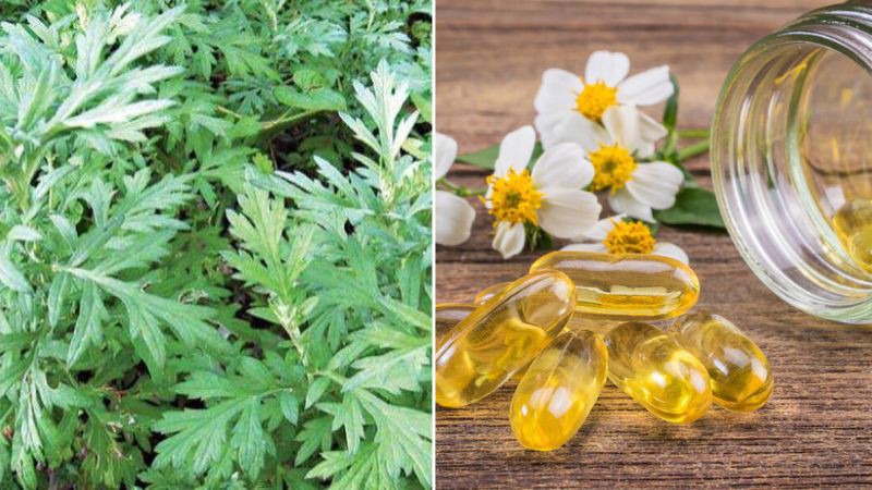 Trị thâm quầng mắt bằng cách kết hợp ngải cứu và vitamin E