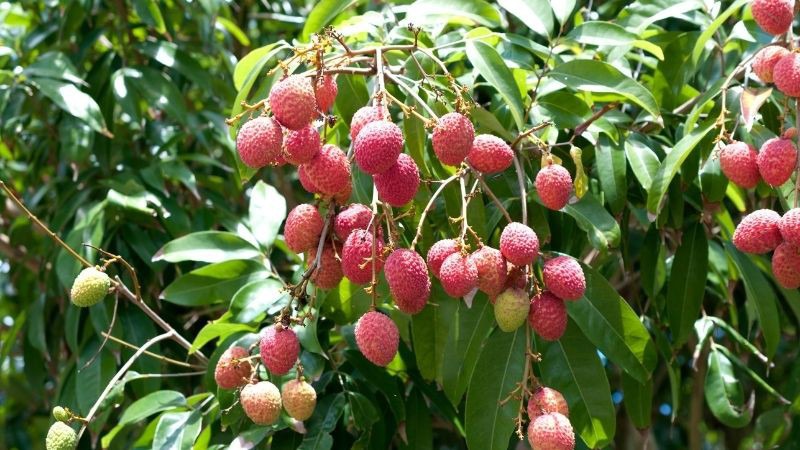 Cách chọn vải thiều tươi ngon